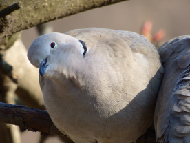 斑鸠空山鸟语图片