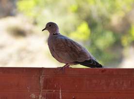 斑鸠空山鸟语图片
