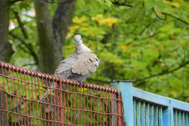 斑鸠空山鸟语图片