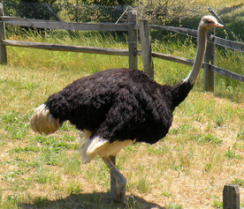 鸵鸟空山鸟语图片