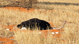 鸵鸟空山鸟语图片