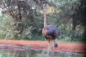 鸵鸟空山鸟语图片