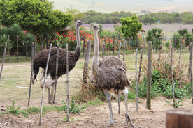 鸵鸟空山鸟语图片