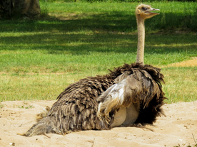 鸵鸟空山鸟语图片