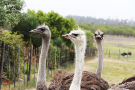鸵鸟空山鸟语图片