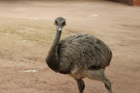 鸵鸟空山鸟语图片