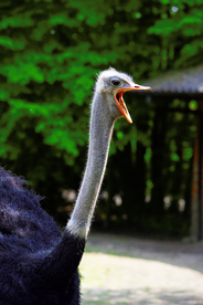 鸵鸟空山鸟语图片