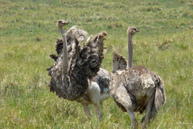 鸵鸟空山鸟语图片