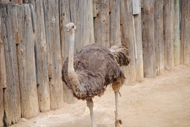 鸵鸟空山鸟语图片