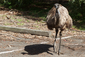鸵鸟空山鸟语图片