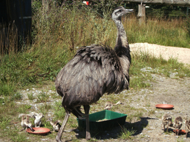 鸵鸟空山鸟语图片