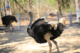 鸵鸟空山鸟语图片