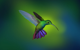 蜂鸟空山鸟语图片