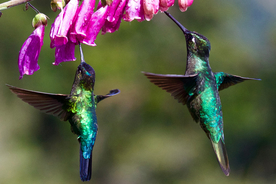 蜂鸟空山鸟语图片