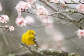 蜂鸟空山鸟语图片