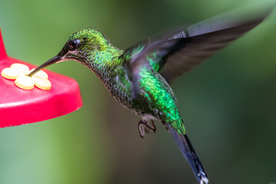 蜂鸟空山鸟语图片