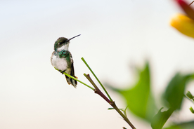 蜂鸟空山鸟语图片