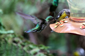 蜂鸟空山鸟语图片