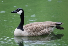 家鹅空山鸟语图片