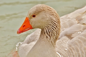 家鹅空山鸟语图片