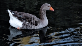 家鹅空山鸟语图片