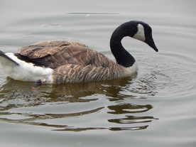 家鹅空山鸟语图片