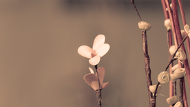 唯美自然风景摄影兰花