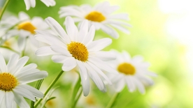 小菊花 菊花 白色菊花