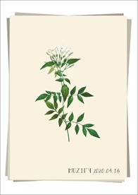 白色茉莉花 植物图鉴