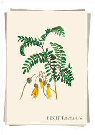 黄花夹竹桃 植物图鉴