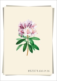 粉红杜鹃花 植物图鉴