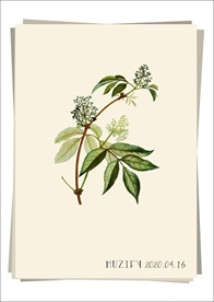 接骨木花 植物图鉴