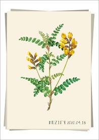 黄雀花 植物图鉴