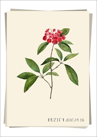 山月桂 植物图鉴