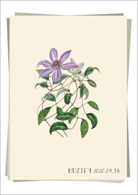 铁线莲 植物图鉴