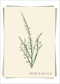 野蔷薇 植物图鉴