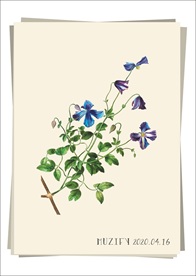 紫色铁线莲 植物图鉴