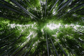 竹子竹叶竹海图片