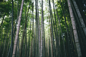 竹子竹叶竹海图片