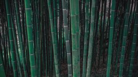 竹子竹叶竹海图片