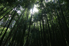 竹子竹叶竹海图片