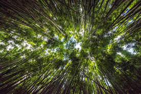 竹子竹叶竹海图片