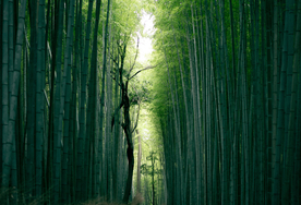 竹子竹叶竹海图片