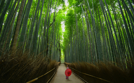 竹子竹叶竹海图片