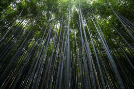 竹子竹叶竹海图片