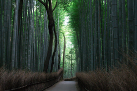 竹子竹叶竹海图片