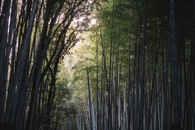 竹子竹叶竹海图片