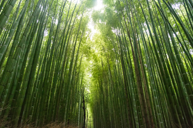 竹子竹叶竹海图片