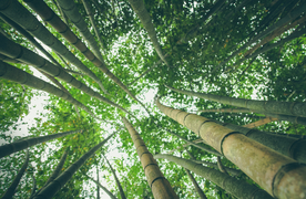 竹子竹叶竹海图片