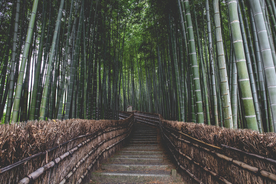 竹子竹叶竹海图片